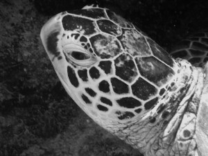 MSY Damai, Kalimantan, Borneo, Orang Utans