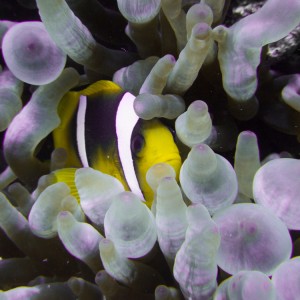 Ägypten_Hurghada_El Gouna-