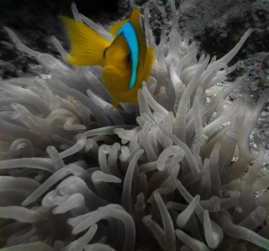 Ägypten_Hurghada_El Gouna-