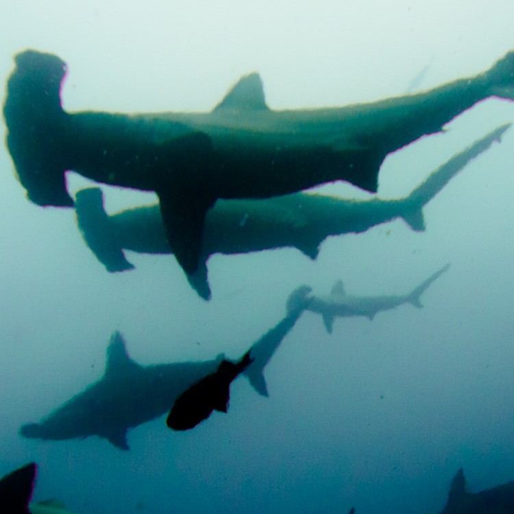 Costa Rica_Cocos Island_Undersea Hunter_Hammerhaie