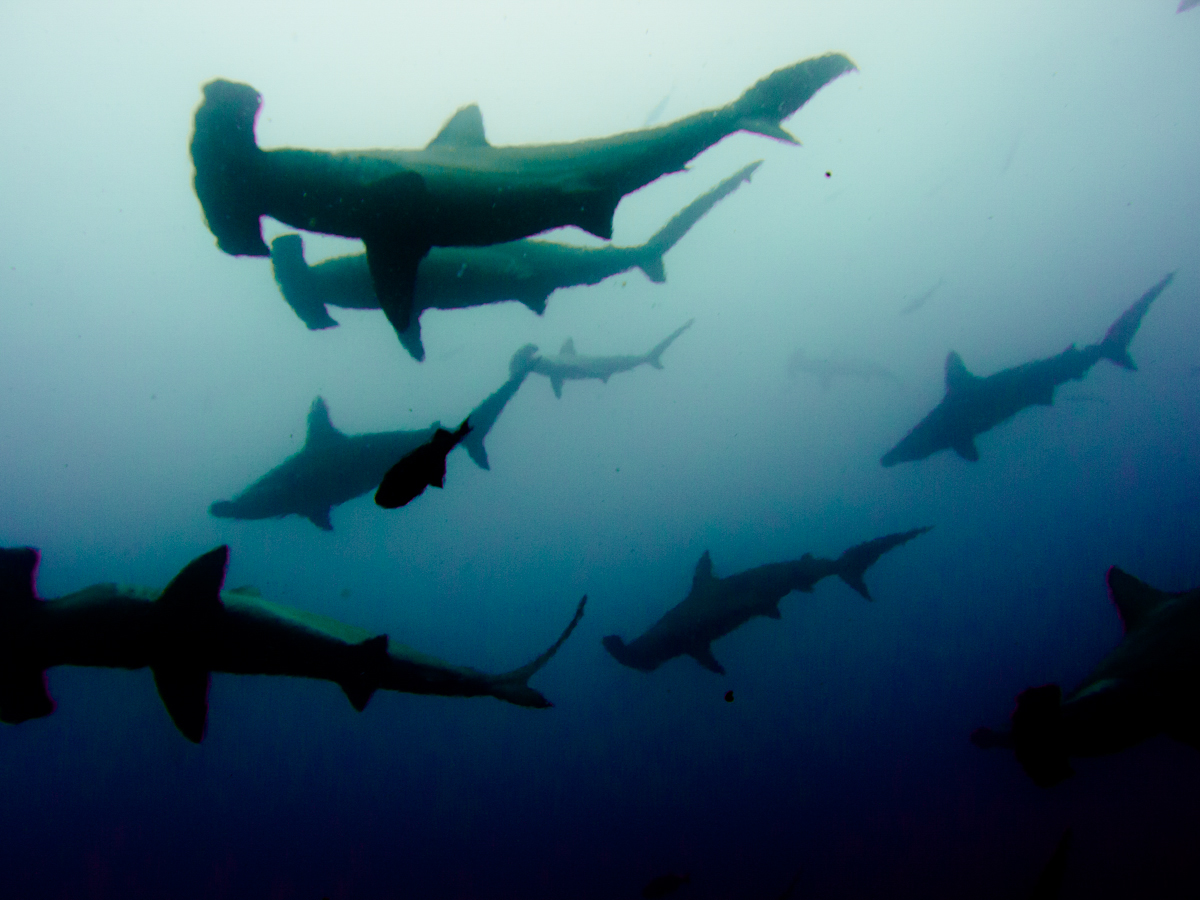 Costa_Rica_Cocos_Island_Undersea_Hunter_Hammerhaie-10