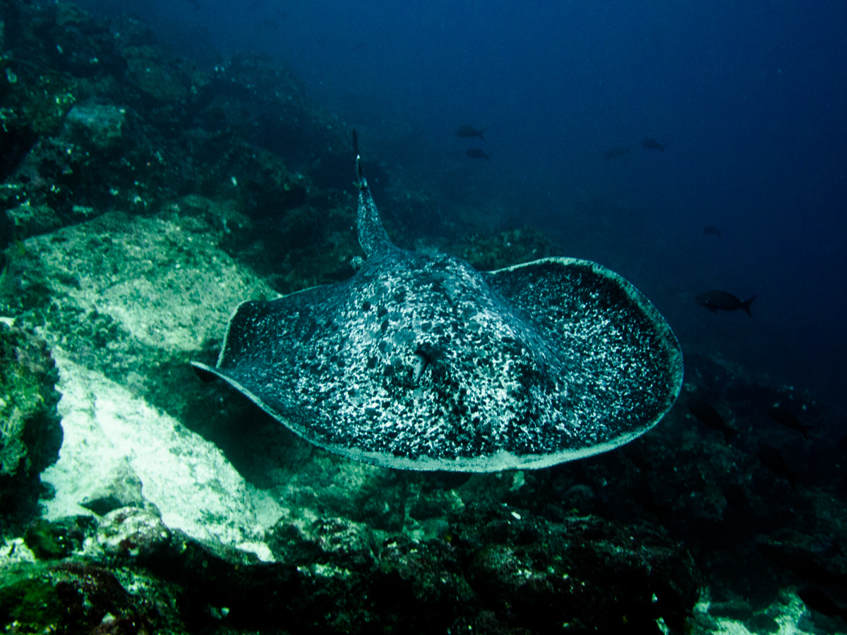 Costa_Rica_Cocos_Island_Undersea_Hunter_Hammerhaie-15