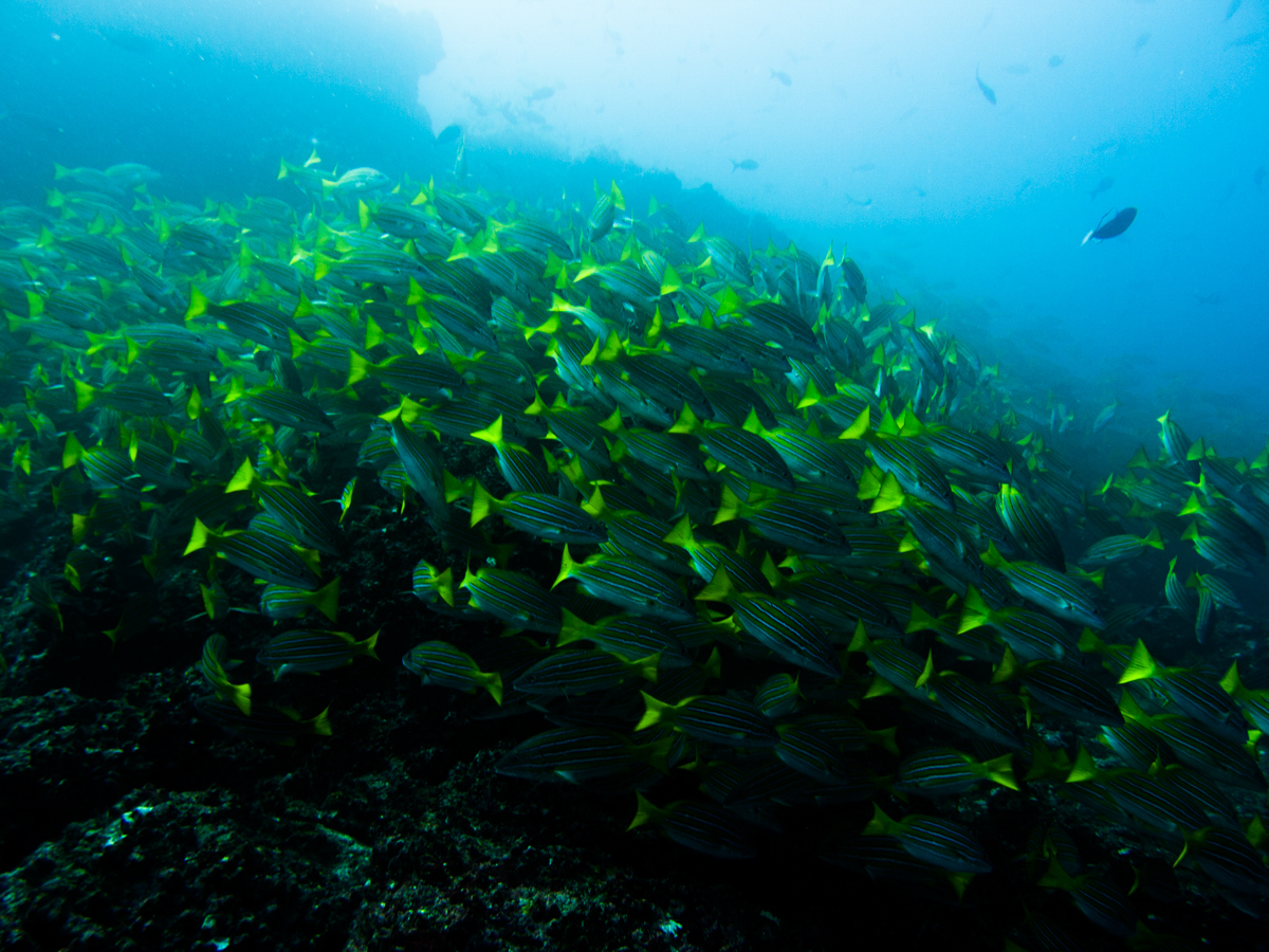 Costa_Rica_Cocos_Island_Undersea_Hunter_Hammerhaie-16