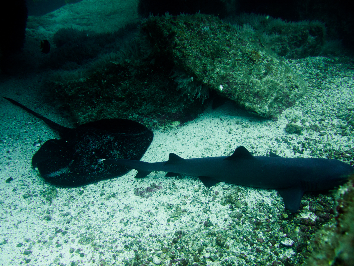 Costa_Rica_Cocos_Island_Undersea_Hunter_Hammerhaie-18