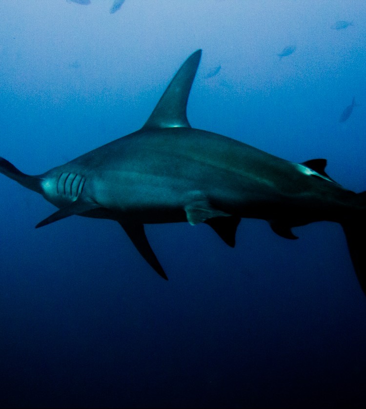 Costa_Rica_Cocos_Island_Undersea_Hunter_Hammerhaie-25