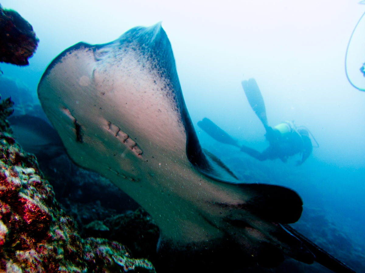 Costa_Rica_Cocos_Island_Undersea_Hunter_Hammerhaie-27
