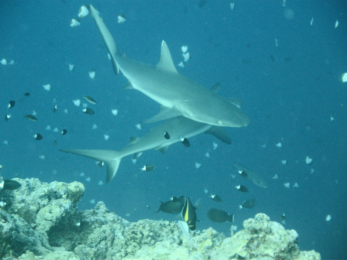 Palau_BlueCorner_BlueChannel_Sharks-10