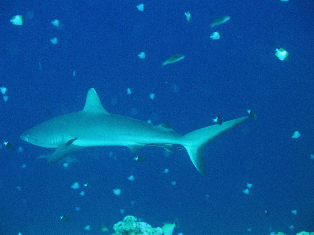 Palau_BlueCorner_BlueChannel_Sharks-9