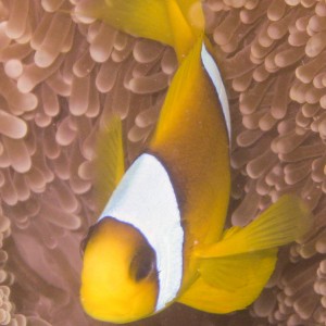 Ägypten_ Golden_Dolphin_StJohns_Rocky_Tauchsafari