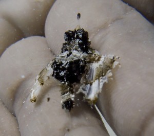 Ägypten_Hurghada_El Gouna-