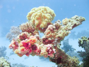 Ägypten_ Golden_Dolphin_StJohns_Rocky_Tauchsafari