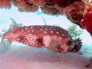 Ägypten_ Golden_Dolphin_StJohns_Rocky_Tauchsafari