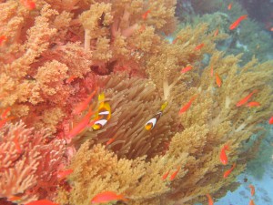 Ägypten_ Golden_Dolphin_StJohns_Rocky_Tauchsafari