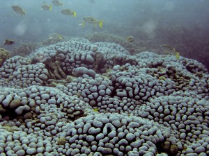 Ägypten_ Golden_Dolphin_StJohns_Rocky_Tauchsafari