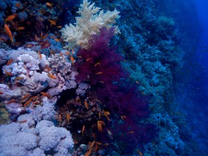 Ägypten_Hurghada_El Gouna-