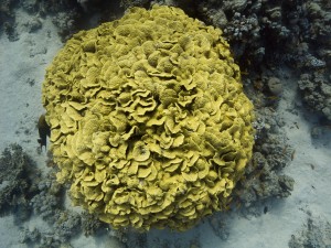 Ägypten_Hurghada_El Gouna-