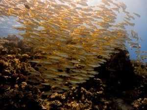 Ägypten_Hurghada_El Gouna-