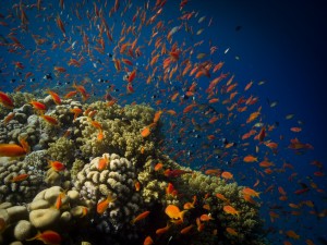 Ägypten_Hurghada_El Gouna-