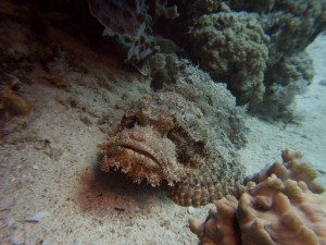 Ägypten_Hurghada_El Gouna-