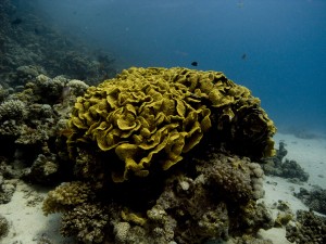 Ägypten_Hurghada_El Gouna-