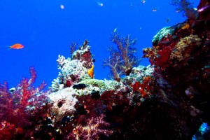 Ägypten_Nordtour_Wracks_Blech_Ras_Mohammed_Golden_Dolphin_II_Zwei