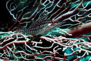 Ägypten_Nordtour_Wracks_Blech_Ras_Mohammed_Golden_Dolphin_II_Zwei