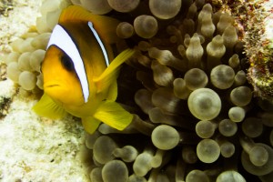 Äypten_Marsa_Alam_Marsa_Shagra_Red Sea Diving Safari_Tauchen_Rotes_Meer_Ägypten