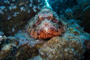 Ägypten_Nordtour_Wracks_Blech_Ras_Mohammed_Golden_Dolphin_II_Zwei