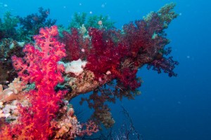 Ägypten_Nordtour_Wracks_Blech_Ras_Mohammed_Golden_Dolphin_II_Zwei