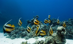 Ägypten_Lahami_Bay_Rotes_Meer_Red Sea Diving Safari_Marsa_Alam