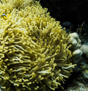 Ägypten_Lahami_Bay_Rotes_Meer_Red Sea Diving Safari_Marsa_Alam