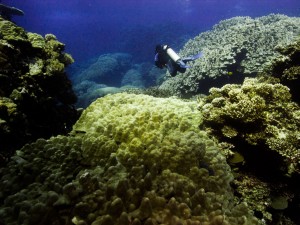 Ägypten_Lahami_Bay_Rotes_Meer_Red Sea Diving Safari_Marsa_Alam