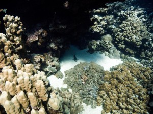 Ägypten_Lahami_Bay_Rotes_Meer_Red Sea Diving Safari_Marsa_Alam