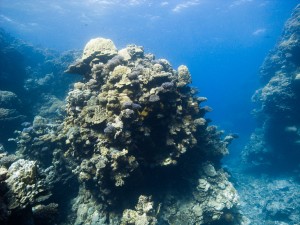 Ägypten_Lahami_Bay_Rotes_Meer_Red Sea Diving Safari_Marsa_Alam
