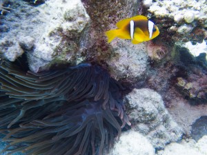 Ägypten_Lahami_Bay_Rotes_Meer_Red Sea Diving Safari_Marsa_Alam