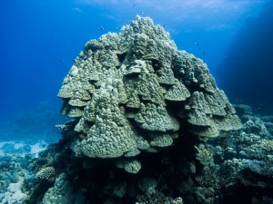 Ägypten_Lahami_Bay_Rotes_Meer_Red Sea Diving Safari_Marsa_Alam