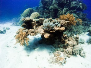 Ägypten_Lahami_Bay_Rotes_Meer_Red Sea Diving Safari_Marsa_Alam