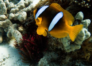 Ägypten_Lahami_Bay_Rotes_Meer_Red Sea Diving Safari_Marsa_Alam