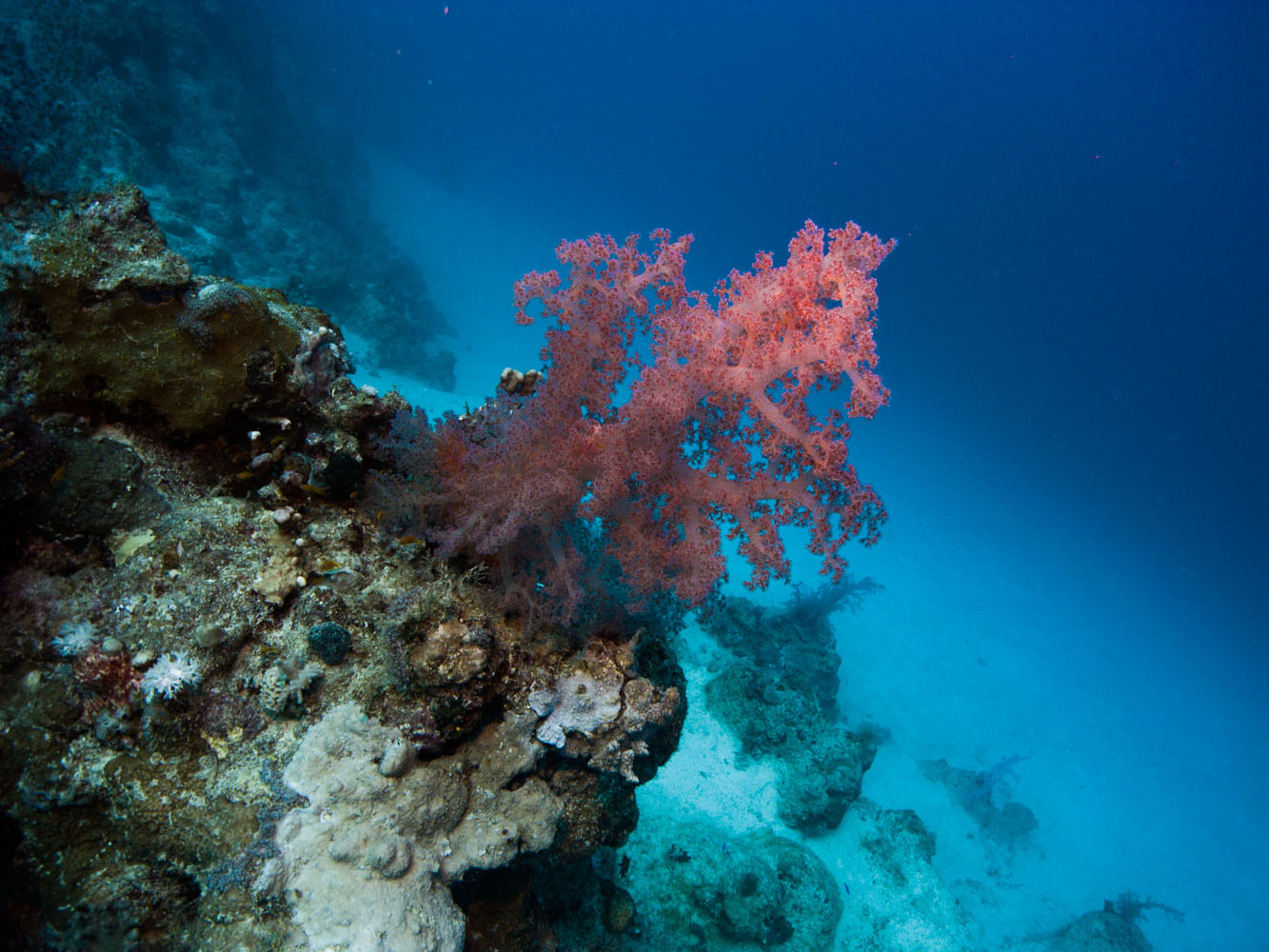 Marsa_Alam_Shagra_Red_Sea_Diving_Safari_Rotes_Meer-5