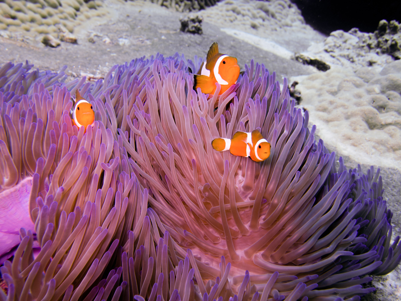 Clownfisch_Anemonenfisch_Nemo_-21