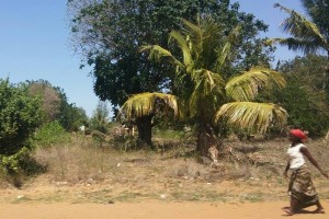 Mosambik_Vilankulos_Maputo_Tofo_Tofo_Peri_Peri_Divers, Walhai, Bazaruto