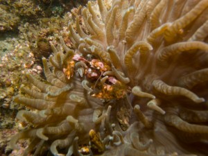 Mosambik_Vilankulos_Maputo_Tofo_Tofo_Peri_Peri_Divers, Walhai