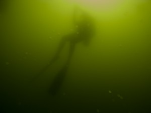 Mosambik_Vilankulos_Maputo_Tofo_Tofo_Peri_Peri_Divers, Walhai