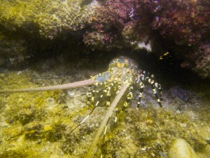 Mosambik_Vilankulos_Maputo_Tofo_Tofo_Peri_Peri_Divers, Walhai