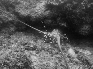 Mosambik_Vilankulos_Maputo_Tofo_Tofo_Peri_Peri_Divers, Walhai