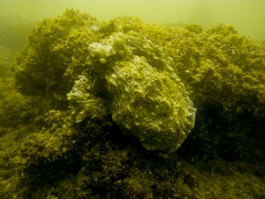 Mosambik_Vilankulos_Maputo_Tofo_Tofo_Peri_Peri_Divers, Walhai