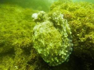 Mosambik_Vilankulos_Maputo_Tofo_Tofo_Peri_Peri_Divers, Walhai