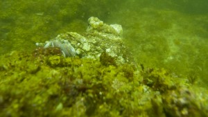 Mosambik_Vilankulos_Maputo_Tofo_Tofo_Peri_Peri_Divers, Walhai