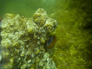 Mosambik_Vilankulos_Maputo_Tofo_Tofo_Peri_Peri_Divers, Walhai