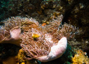 Mozambique_Vilankulos_Maputo_Tofo_Tofo_Peri_Peri_Divers, Walhai